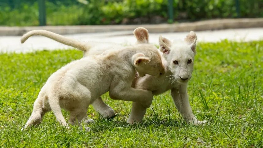 ¡UNA TERNURA! Revelan fotos de los leones que nacieron en el zoológico de Maracay