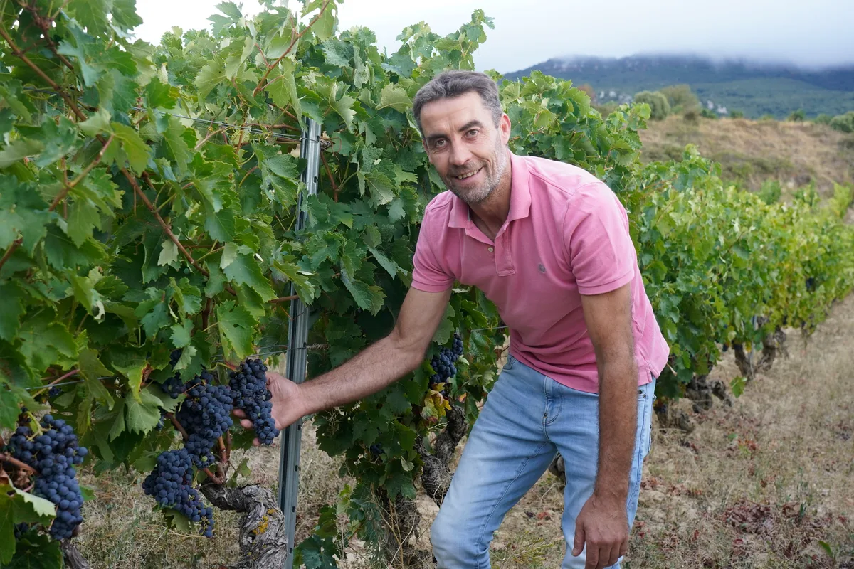 El calor adelanta la recogida de la uva y desata una crisis de mano de obra en el campo: "Los trabajadores no van a abandonar la hostelería por unos pocos días de vendimia"