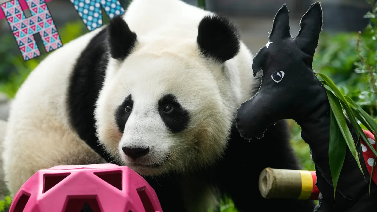 First Russian-born panda 'Katyusha' celebrates 3rd birthday in Moscow