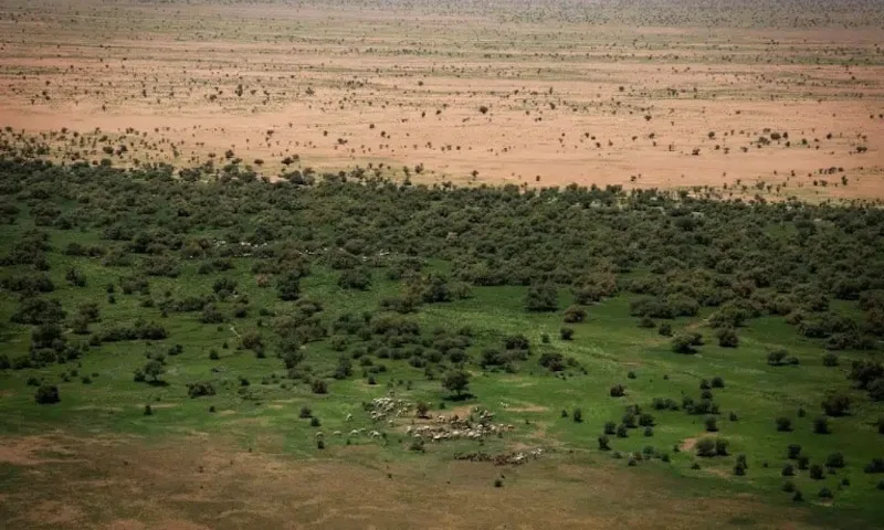 11 países, 1,66 milhão de hectares e 4,6 milhões de empregos: a Grande Muralha Verde que transforma o Sahel