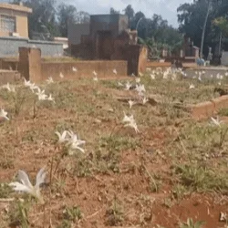 Florada passageira colore de branco túmulos esquecidos no Santo Antônio