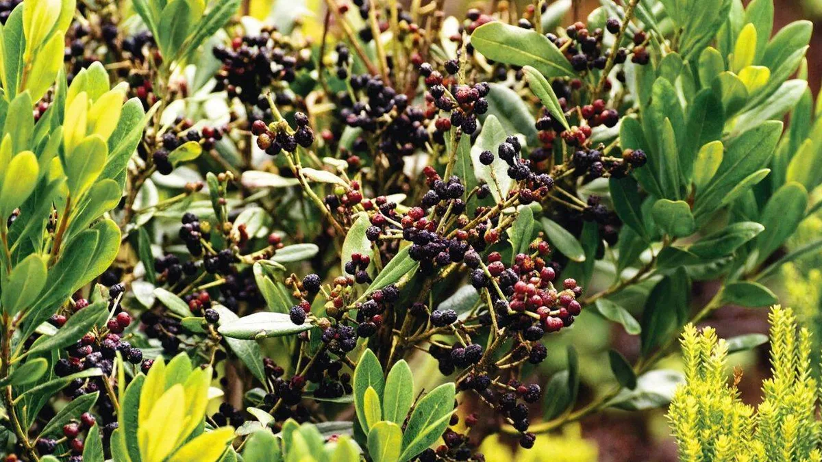 Faya was brought to Hawaii for its berries and later used in reforestation
