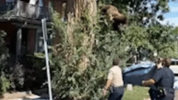 WATCH: Young bear takes rough tumble from Denver tree after wildlife officers tranquilize it