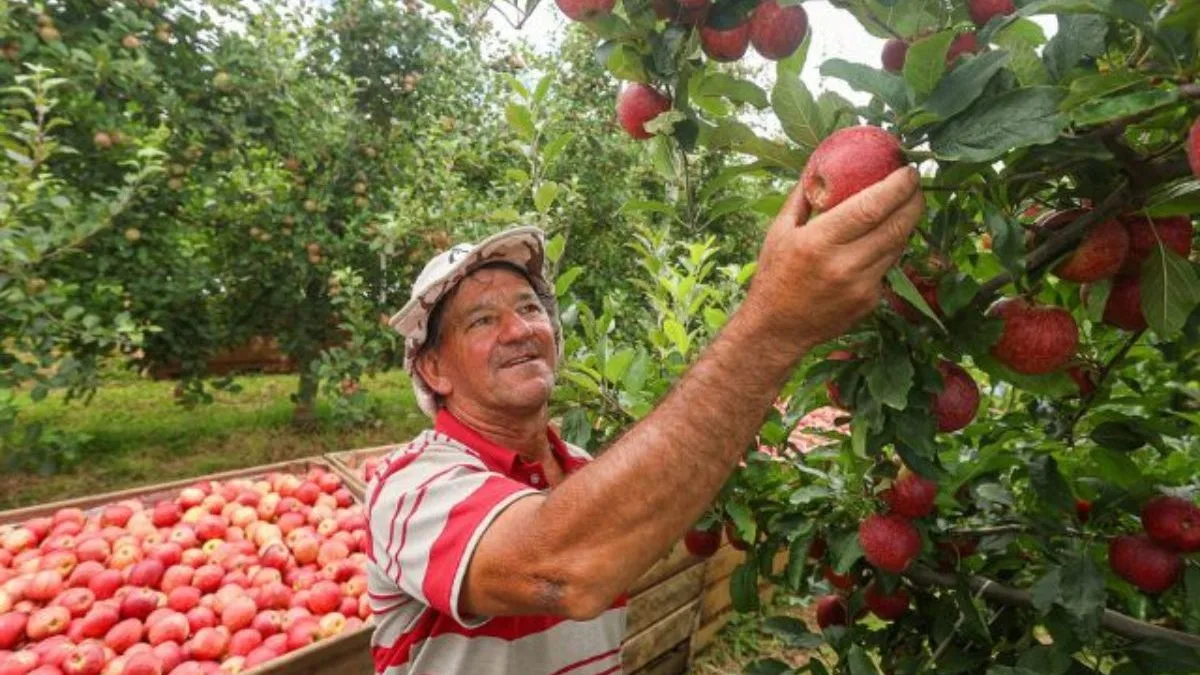 São Joaquim ultrapassa R$ 1 bilhão em produção agrícola e assume a liderança do agronegócio em SC
