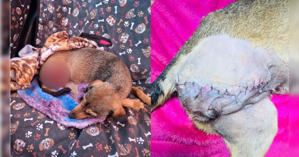 Cadela é encontrada com perna decepada em Apucarana e caso levanta suspeita de maus-tratos