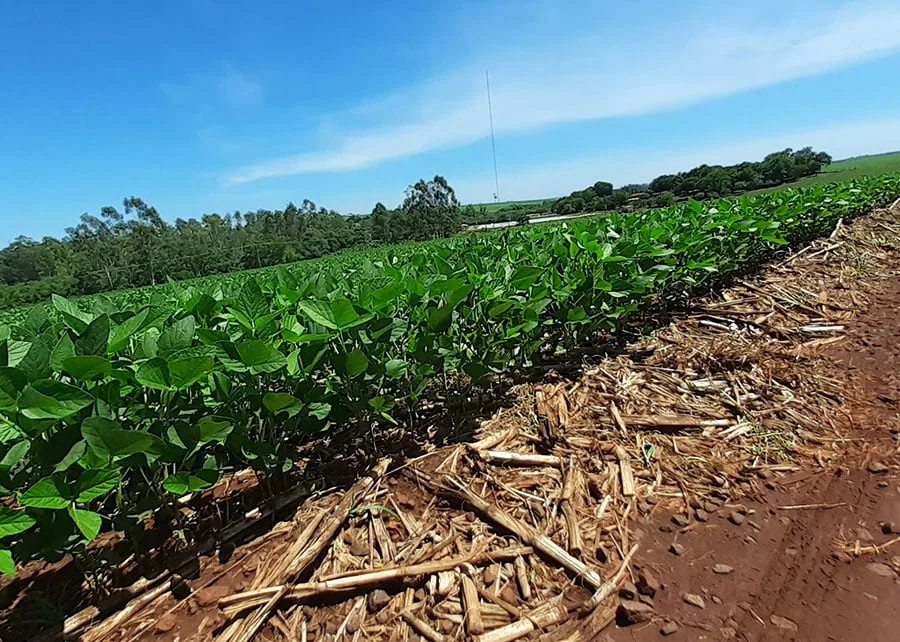 El Niño aumenta riscos para a soja na safra 26/27; veja como se preparar