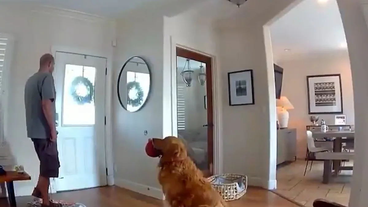 Un perro le llevó sus juguetes a un ladrón que entró a su casa: sus dueños seguían el robo desde un avión