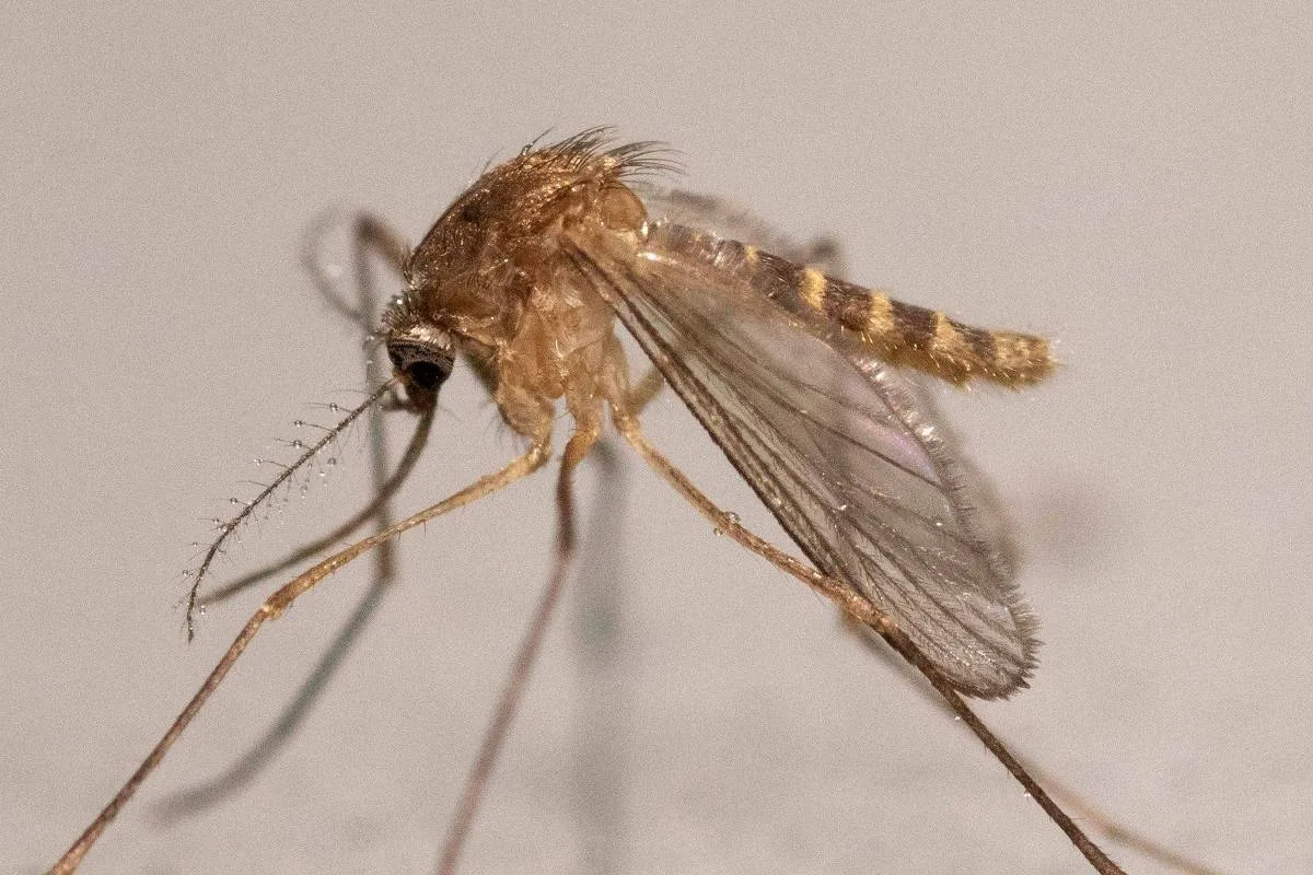 Monitorada no Brasil, Febre do Nilo Ocidental se espalha também pela Europa