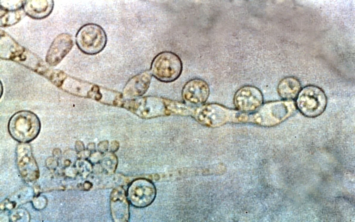 Um antibiótico esquecido pode desarmar fungos resistentes