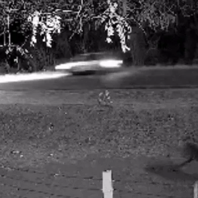 Onça tenta atacar outro cão em Corumbá, mas se assusta com barulho