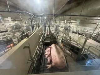 « Depuis onze ans, nous élevons des porcs heureux » : la Finlande, le pays où les cochons ont la queue en tire-bouchon