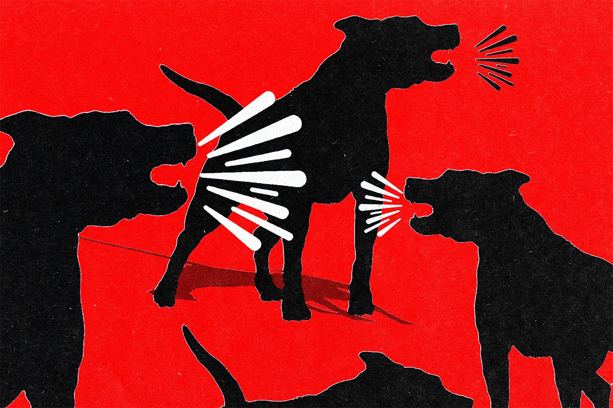 De veterinária a criança: DF teve 6 mil acidentes com cães em 2026