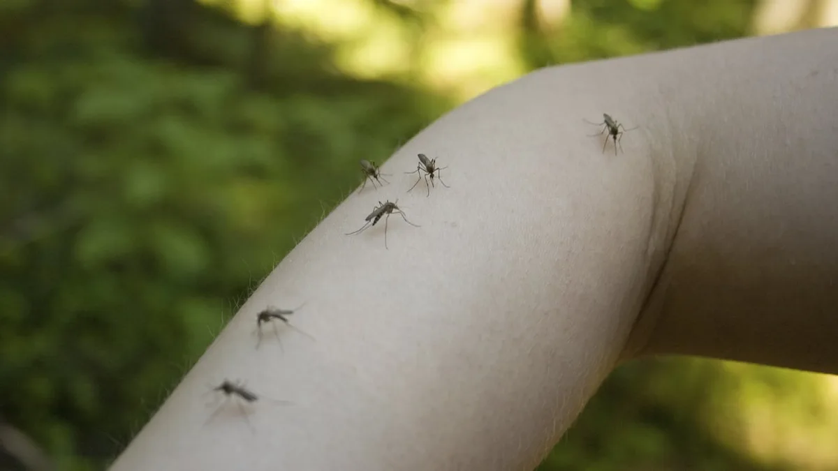 José Torres, médico: “Es un mito que los mosquitos pican a las personas de sangre dulce; nos localizan por el dióxido de carbono”