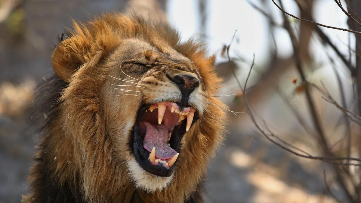 Ni leones ni tigres: en España viven dos especies de felinos salvajes que habitan sus bosques y campos