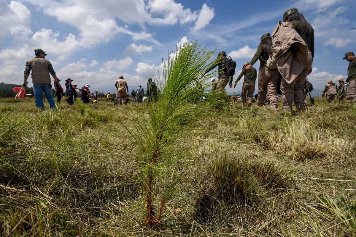 Inversión en naturaleza: ¿cuándo puede ser deducible de impuestos?