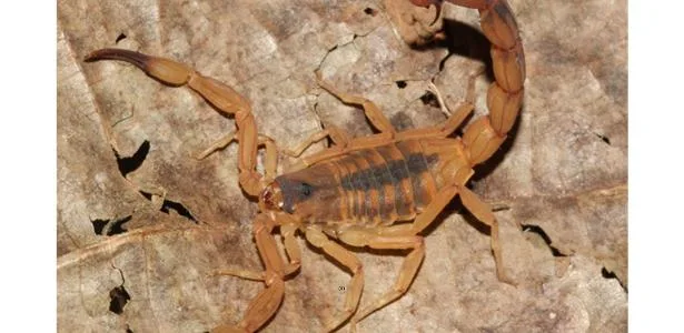 Como achar focos e ninhos de escorpião-amarelo e mais 3 tipos em casa
