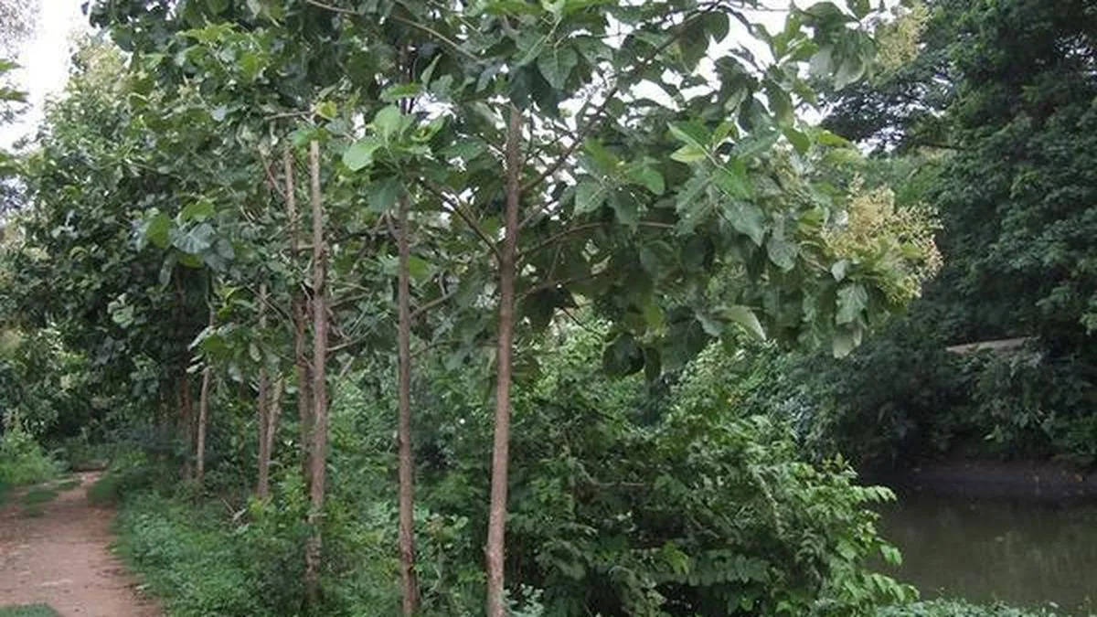International training programme on teak planting material production, nursery techniques at KFRI