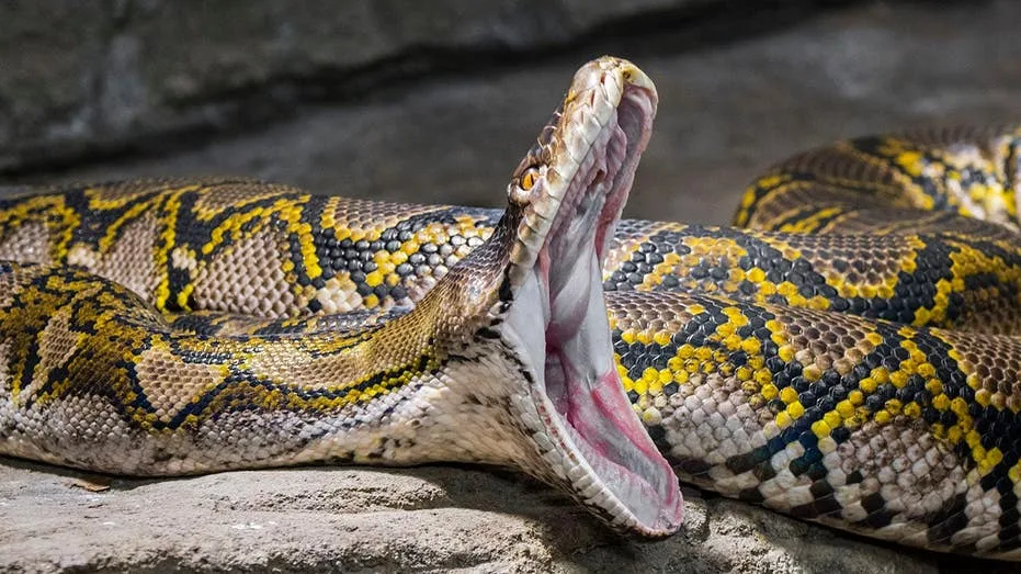 Wildlife influencer comes close to losing a wrestling match to a 19-foot reticulated python