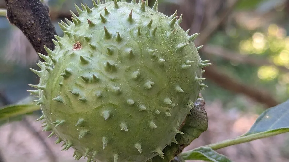 ‘Datura’ lands e-commerce platforms in trouble in Karnataka: What is the plant?