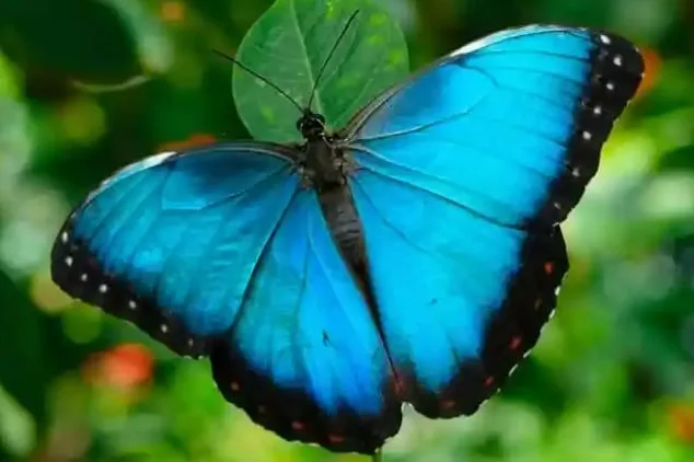 Científicos advirtieron sobre los efectos que las altas temperaturas pueden provocar en la exótica mariposa Morpho