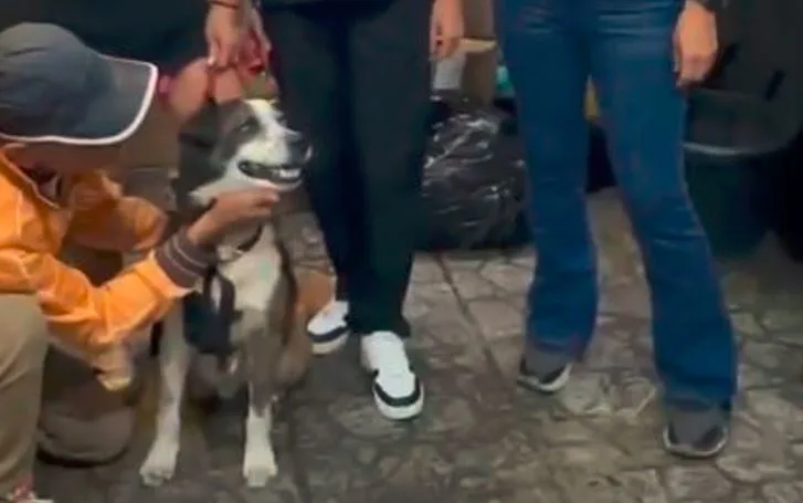 Indignación en Caracas: un perro ciego fue sacrificado tres días después de ser adoptado (VIDEO)