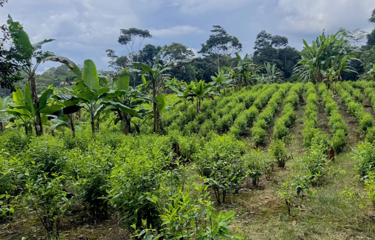 Colombia anuncia un programa piloto de erradicación de la coca mediante fumigación aérea