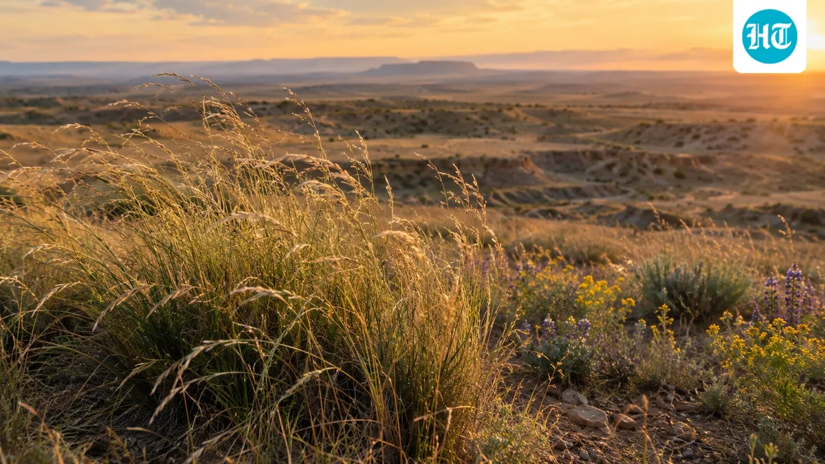 In 1935, weeping lovegrass was planted in Oklahoma to stop erosion; one strain later covered 2 million acres, and studies found lower plant diversity