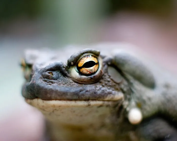 The Ego Trip by Kimon de Greef review – a bizarre tale of psychedelic toads and hair-raising treatments