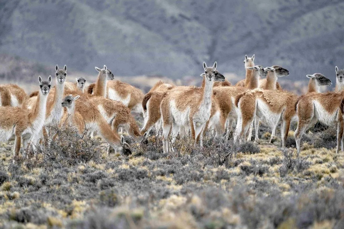 Polémica en una provincia: una legisladora quiere prohibir la caza de guanacos para que no se consuma su carne