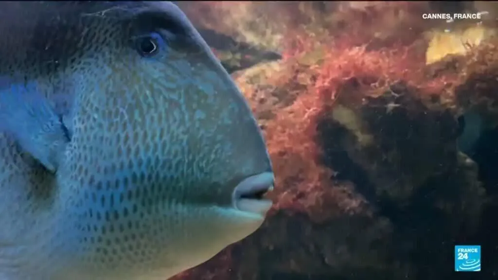 Méditerranée : le poisson-baliste gagne du terrain et inquiète les baigneurs