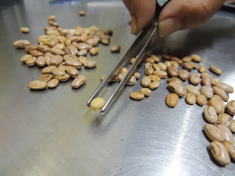Pesquisadores transformam grãos quebrados de feijão em proteína para bebidas, cappuccino e snacks