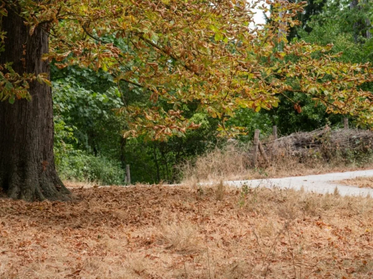 Canicule et sécheresse : les arbres de Paris sous pression