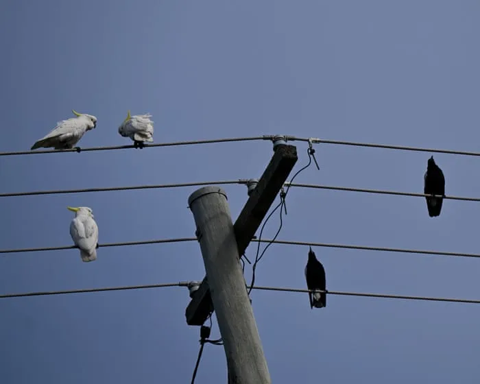 A new energy scheme gives Australians three hours of free power a day – but there could be an expensive catch