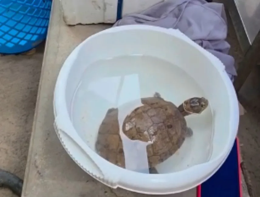 Encontraron una tortuga galápago entre escombros de La Guaira