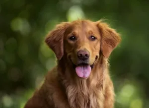 STJ restabelece convivência compartilhada de cachorro com ex-casal