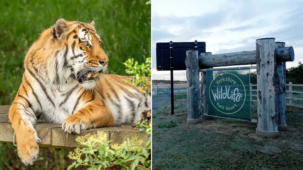 UK wildlife park reveals fate of tiger that mauled man to death