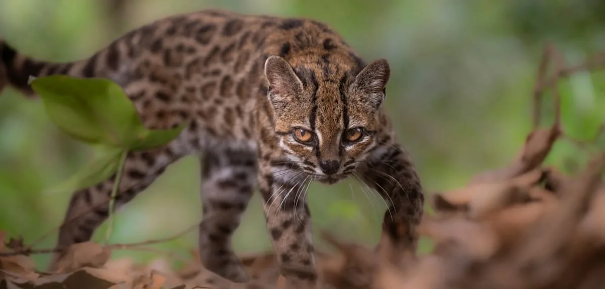 Forscher entdecken erstmals seit 100 Jahren neue Katzenart – so sieht sie aus