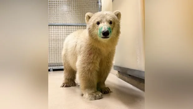 Orphaned polar bear cub arrives at Winnipeg's Assiniboine Park Zoo