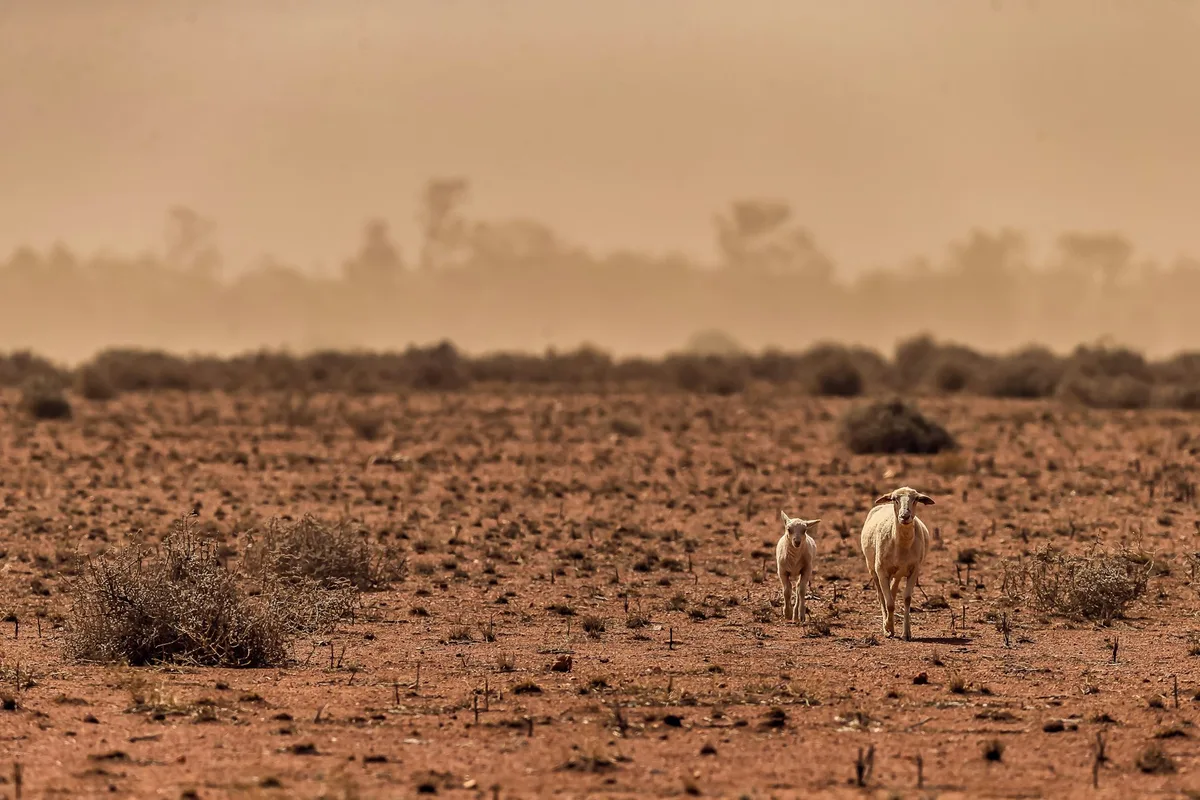 Will El Niño send food prices soaring this summer?