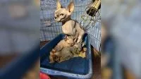 Falso veterinário flagrado operando gato tem prisão decretada no Rio