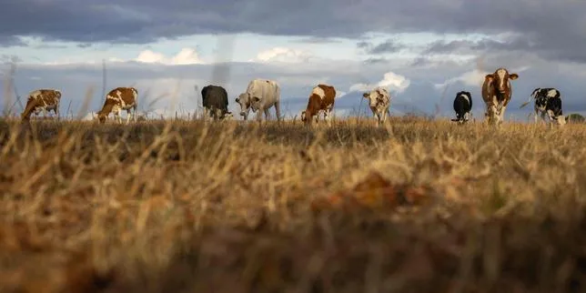 Sécheresse : le Grand Est réclame « un plan européen massif » pour l’agriculture