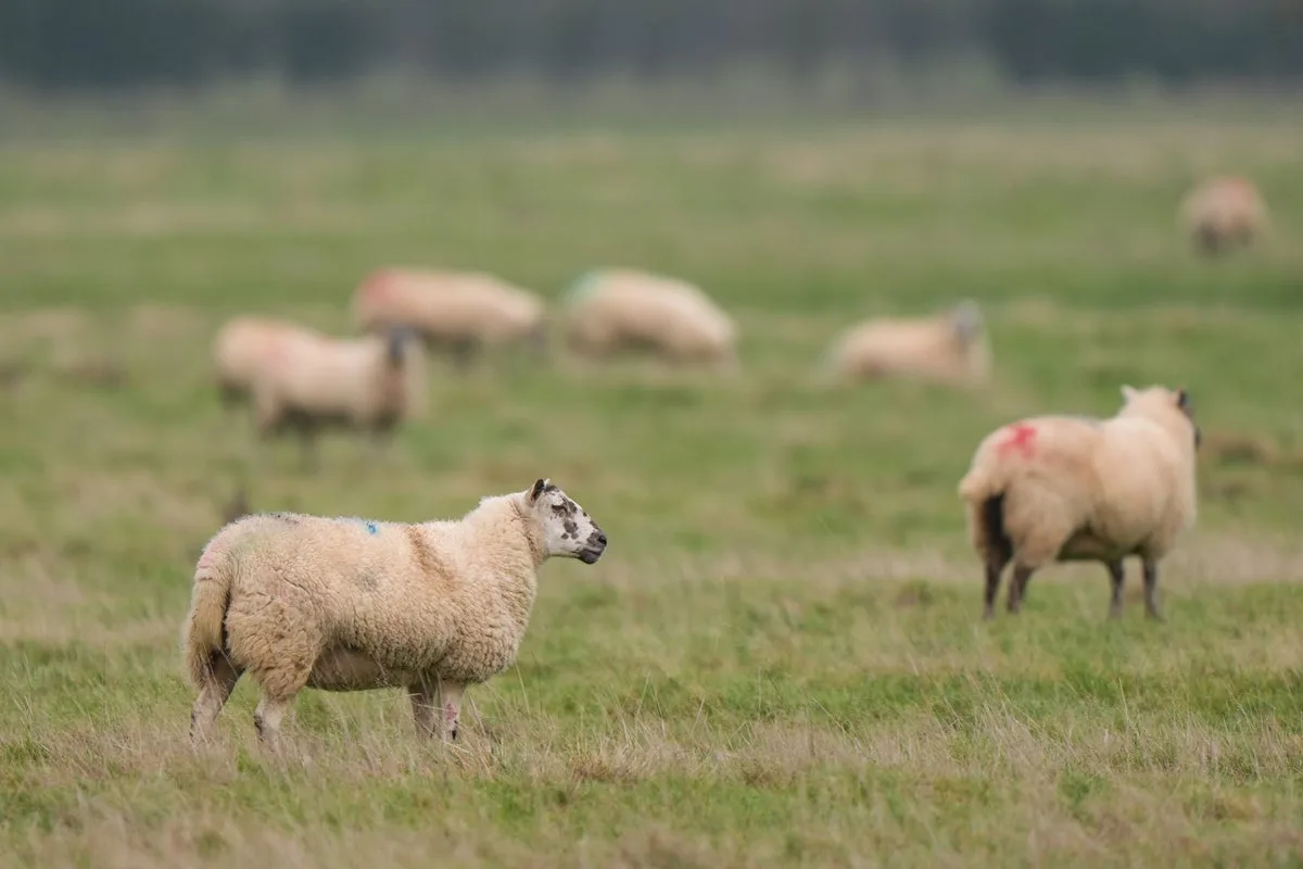 Activists who stole King’s lambs say Charles ‘would have consented to their rescue’