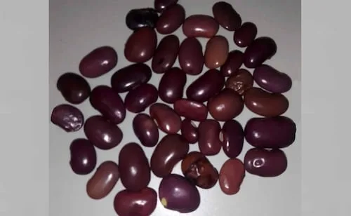 El ayocote, una leguminosa como alternativa alimentaria y de producción en México; UNAM estudia este cultivo
