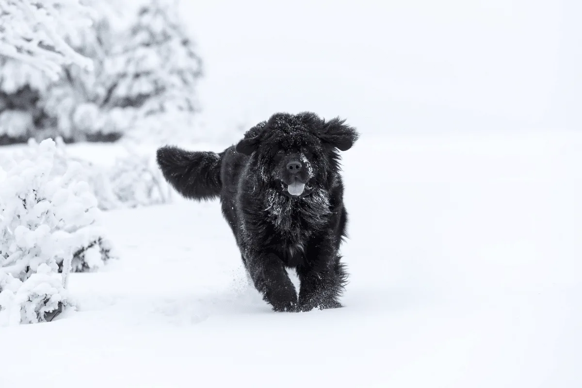 Do labrador ao terra-nova: você conhece os cães originários do Canadá?