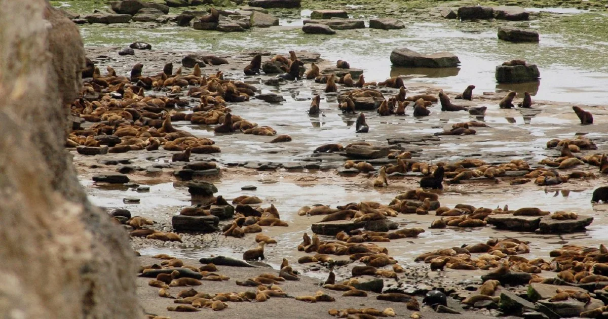 El brote de gripe aviar en Patagonia dejó un hallazgo inédito en lobos marinos: el virus atravesó la placenta