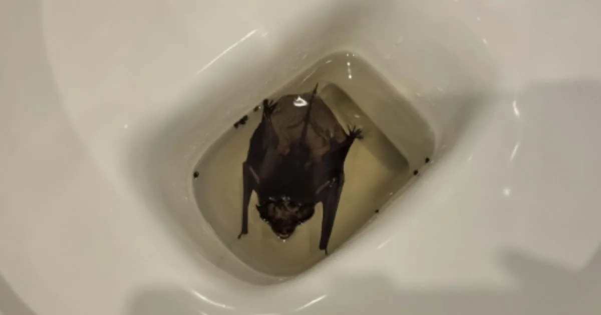 Mulher encontra morcego preso dentro do vaso sanitário durante onda de calor e se surpreende quando descobre que o animal entrou pela janela aberta em busca de água