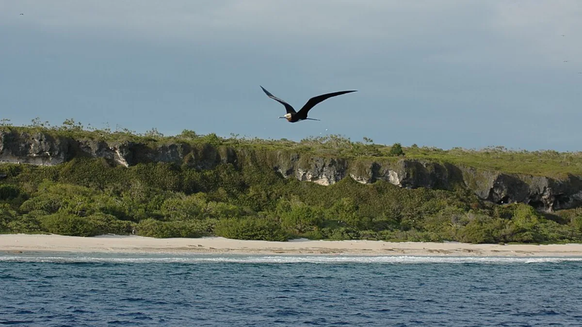 Henderson Island rats survived a 75-tonne poison campaign and rebounded within two years