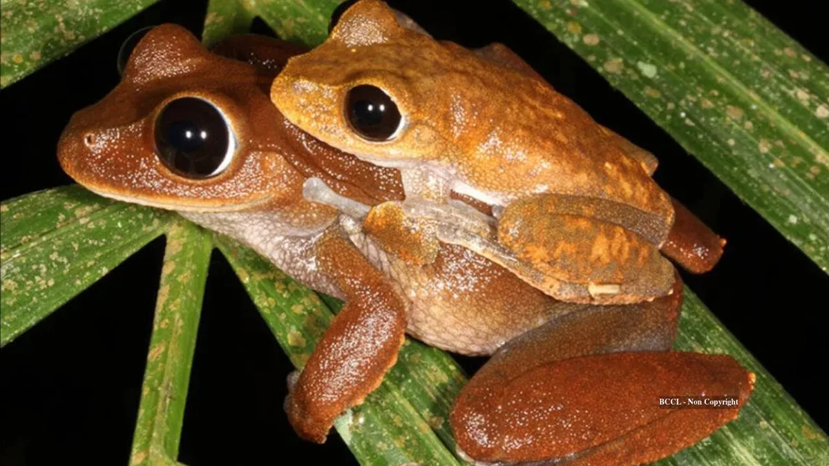 Creek water DNA helps scientists find Australian frogs thought to have disappeared