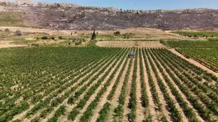 "On fera du vin mais moins qu'on espérait" : pour les vignerons des Corbières, la double peine de la sécheresse et de l'incendie dévastateur