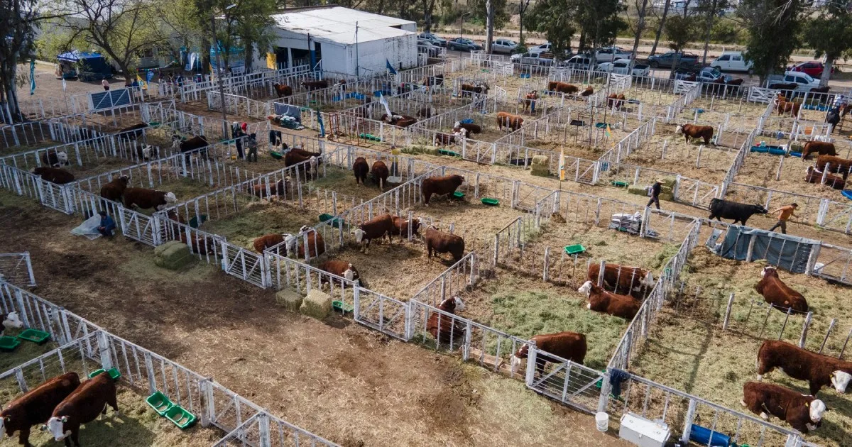 La 37° Expo Rural de Conesa y 14° Expo Nacional Patagónica Hereford ya se viven en los corrales del predio
